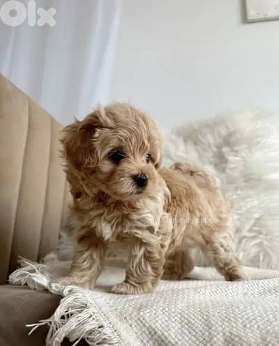 Toy Maltipoo Puppies |