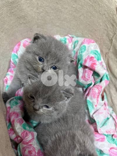 عكار الشمال