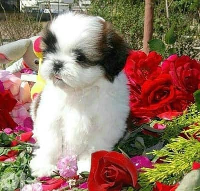 Fluffy & hypoallergenic ShihTzu cute puppy Importe. delivery, dog كلاب