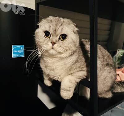 scottish chanchilla مطعمة