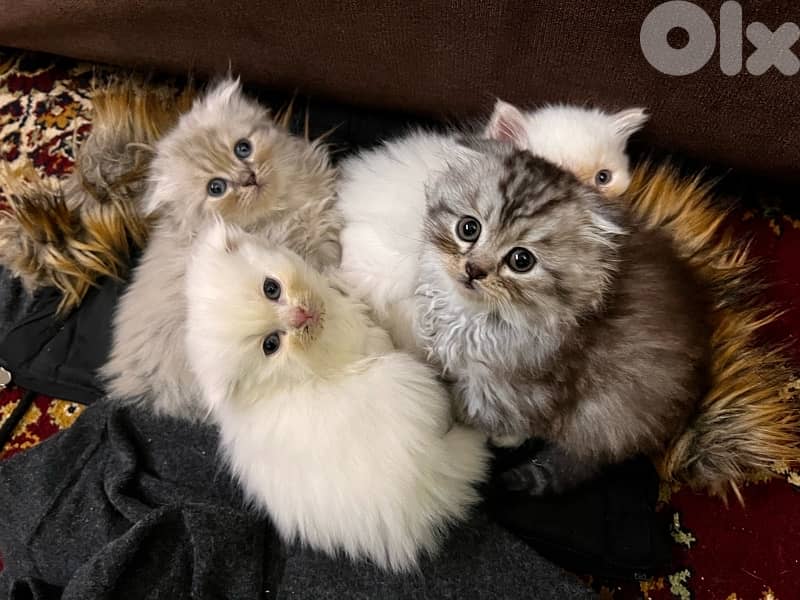 kittens for sale 8