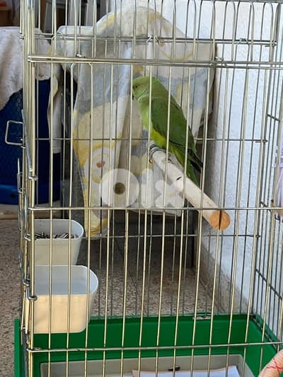 درة بكستاني انثى غير جاهزة صحة 100 بل 100