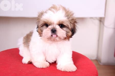 Cutest Shihtzu puppy pure breed available/Delivery/Dog Shih Tzu كلب