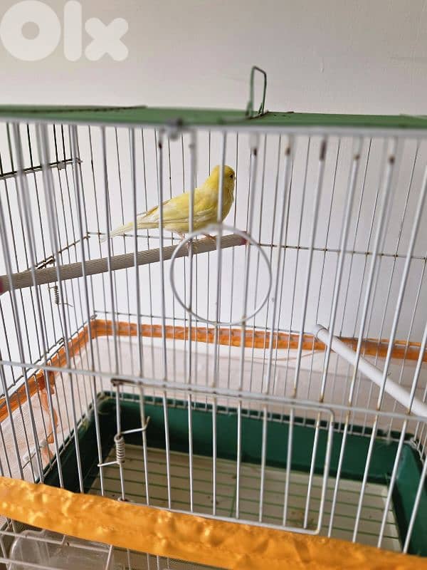 canary bird 1