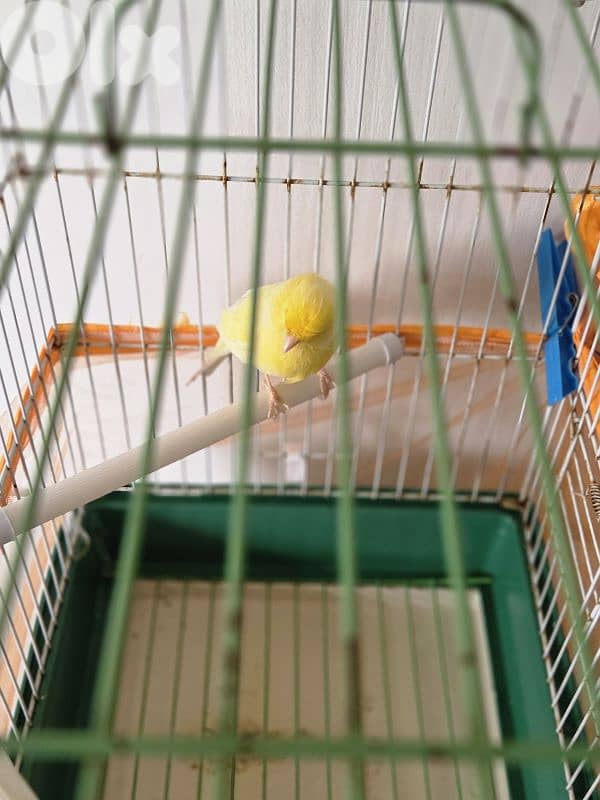 canary bird 2