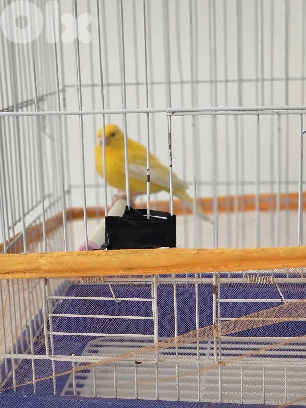 canary bird 3