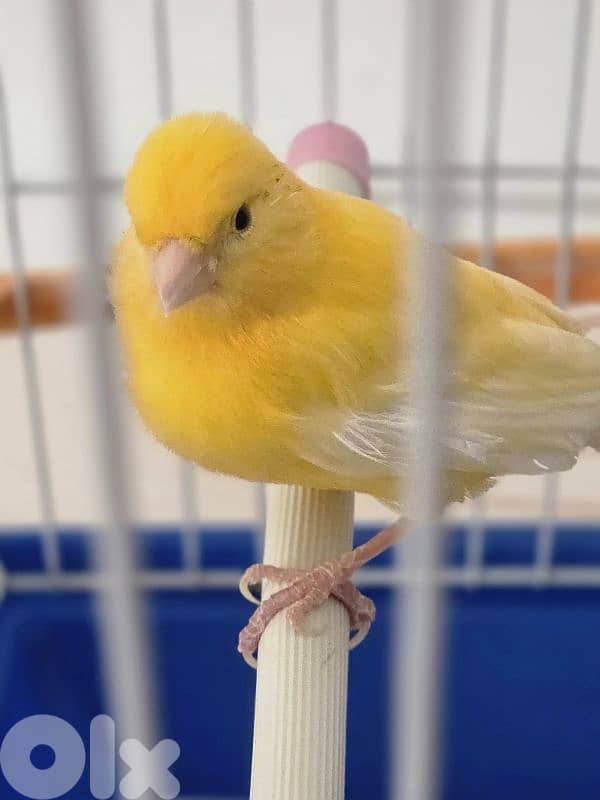 canary bird 4