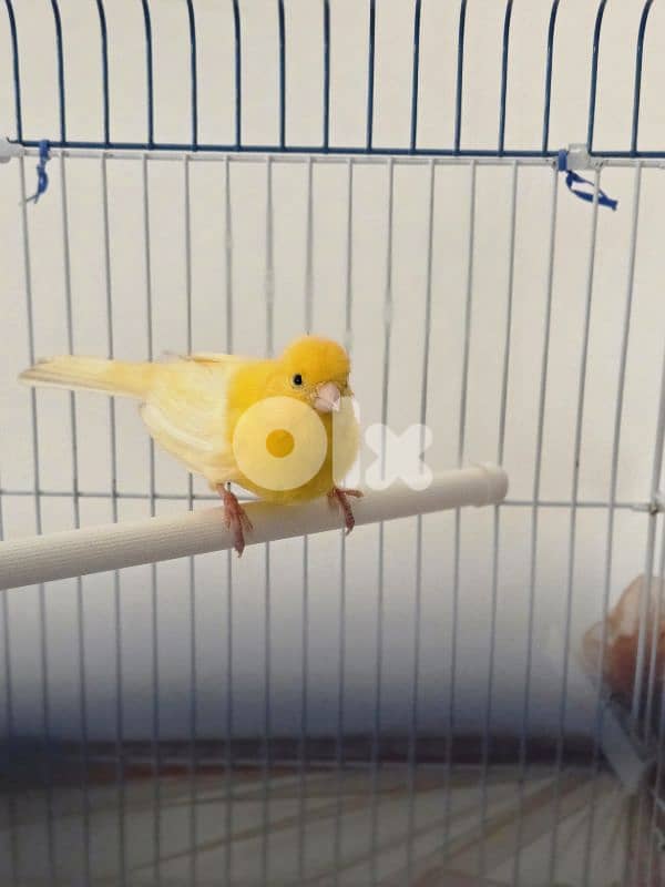 canary bird 5