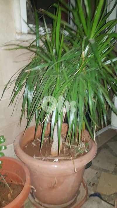 راس مسقا الكوره.