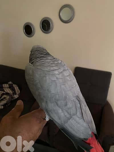 ببغاء كاسكو افريقي