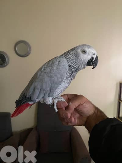 ببغاء كاسكو افريقي