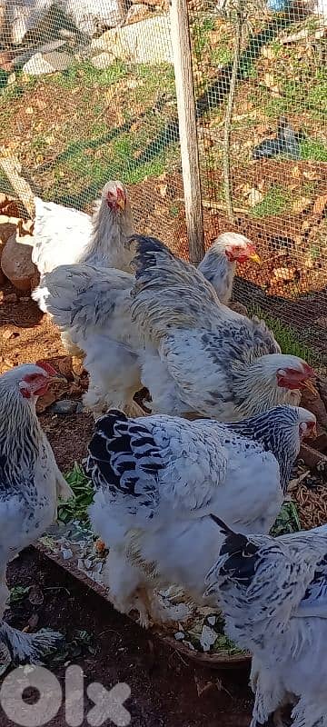 brahma light. . big size . . 8 month old.