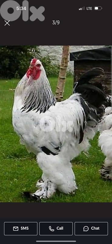 brahma light. . big size . . 8 month old. . . ba3ed fi 3 dyouk