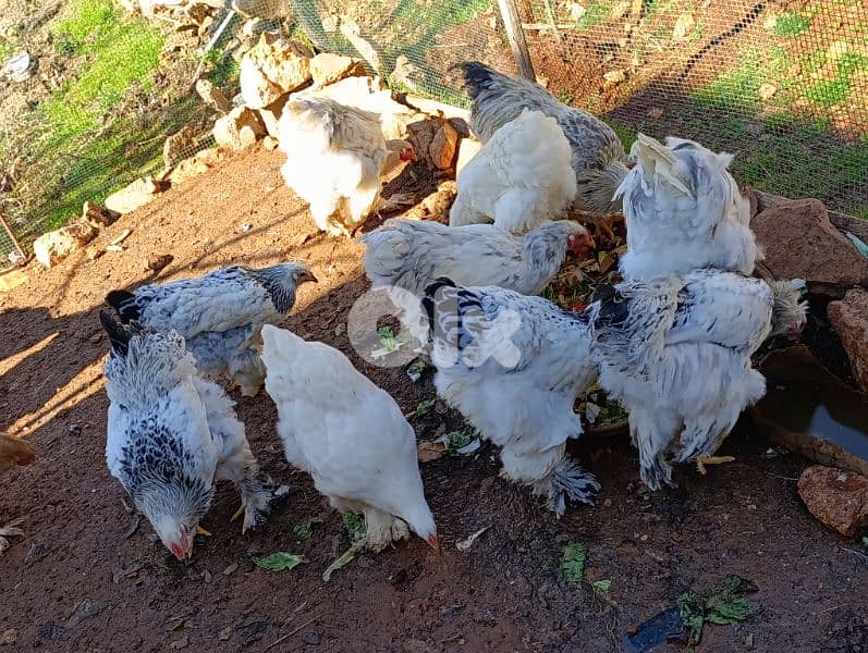 brahma light. . big size . . 8 month old. 2