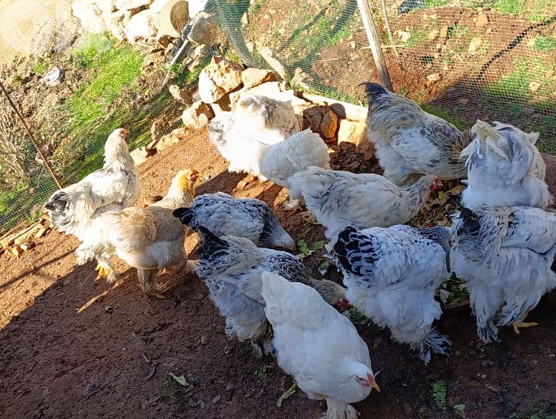 brahma light. . big size . . 8 month old. 3