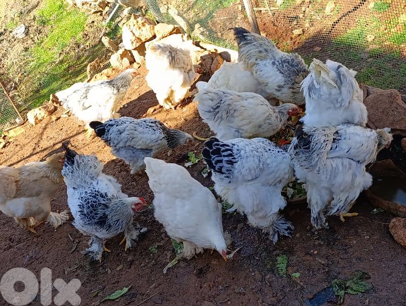 brahma light. . big size . . 8 month old. 4