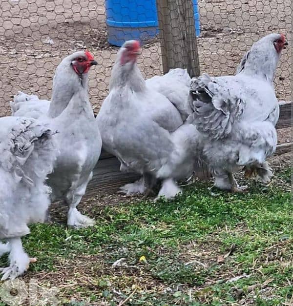 brahma light. . big size . . 8 month old. 5