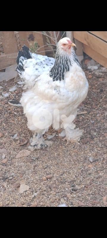 brahma light. . big size . . 8 month old. 6