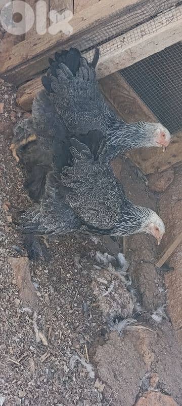 brahma light. . big size . . 8 month old. 7