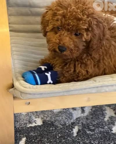 male poodle for sale