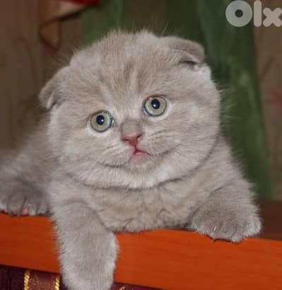 purest Scottish fold lilac kitten