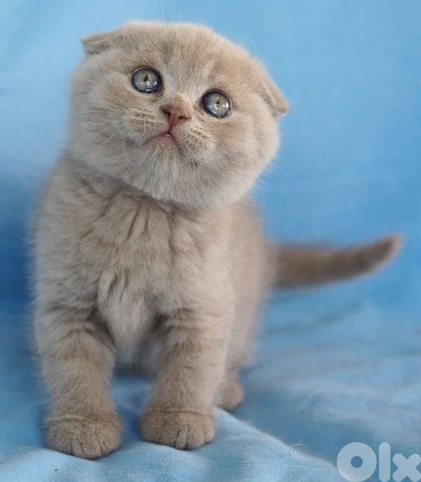 purest Scottish fold lilac kitten 1