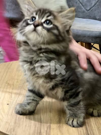 قطه شيرازي ميكس