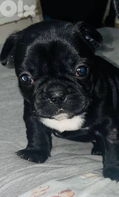 Adorable Female French Bulldog Puppies