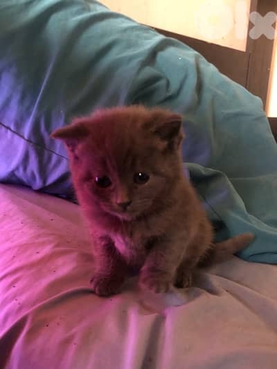 for more info 71960884