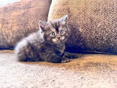 بيروت الحدث بعبدا