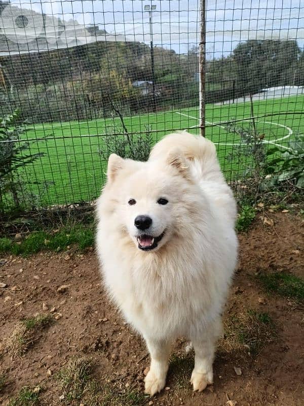 samoyed 1