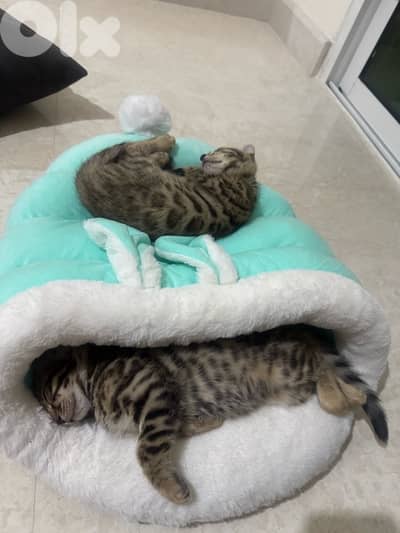 Pure Bengal Kittens – Exotic, Playful & Ready for New Homes