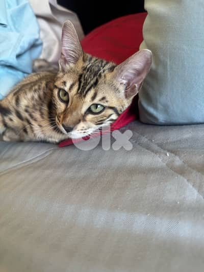 Pure Bengal Kittens – Exotic, Playful & Ready for New Homes