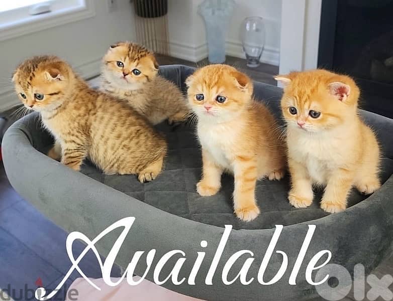 gold scottish 70485808 1