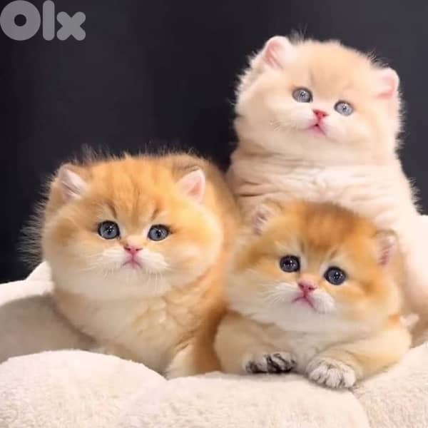 gold scottish 70485808 3