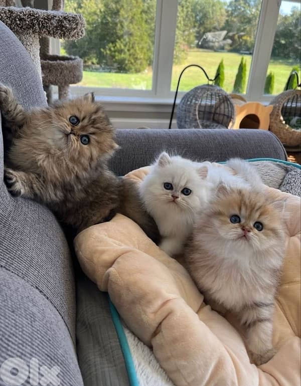 gold scottish 70485808 5