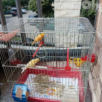 جوز كنارات  جزري دكر،نار  مع قفص