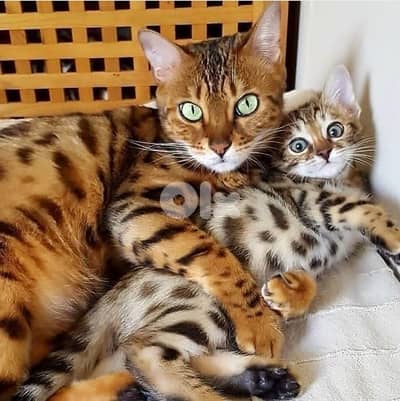 bengal kittens