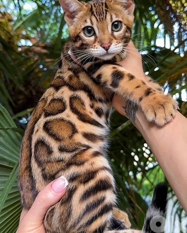 bengal kittens 1