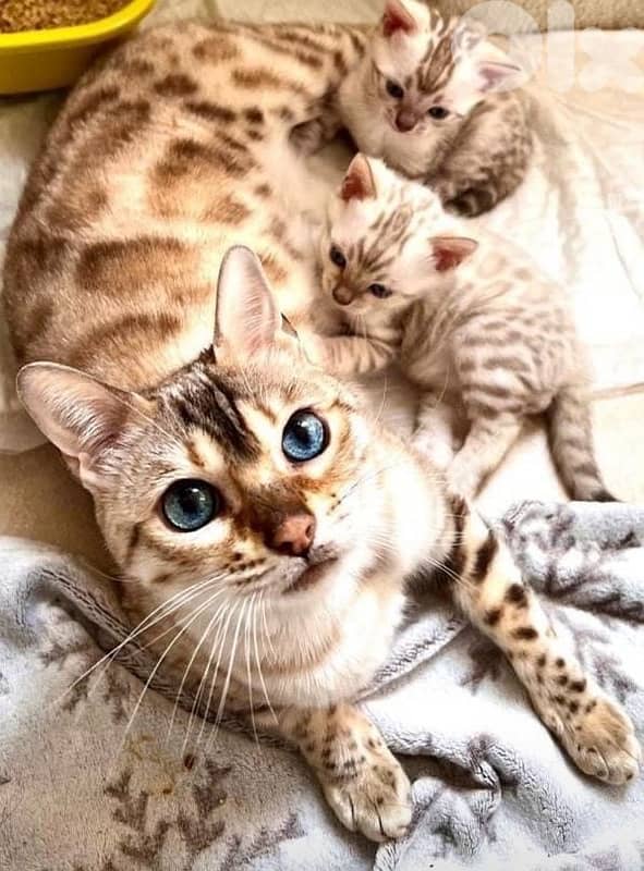 bengal kittens 2
