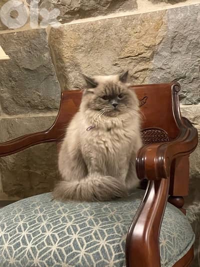 Prettiest Himalayan Male Cat
