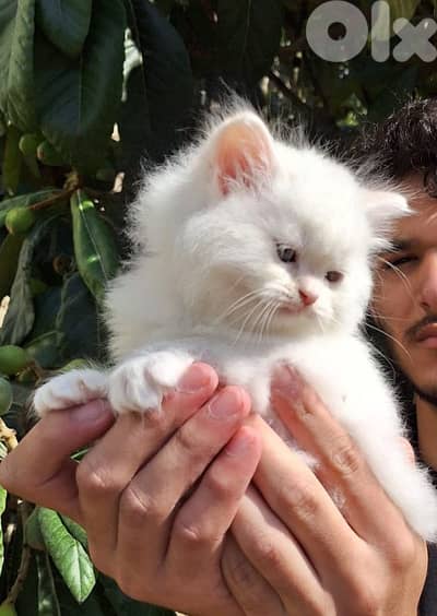 Persian kittens