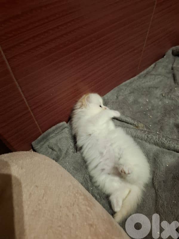 Persian kittens 1