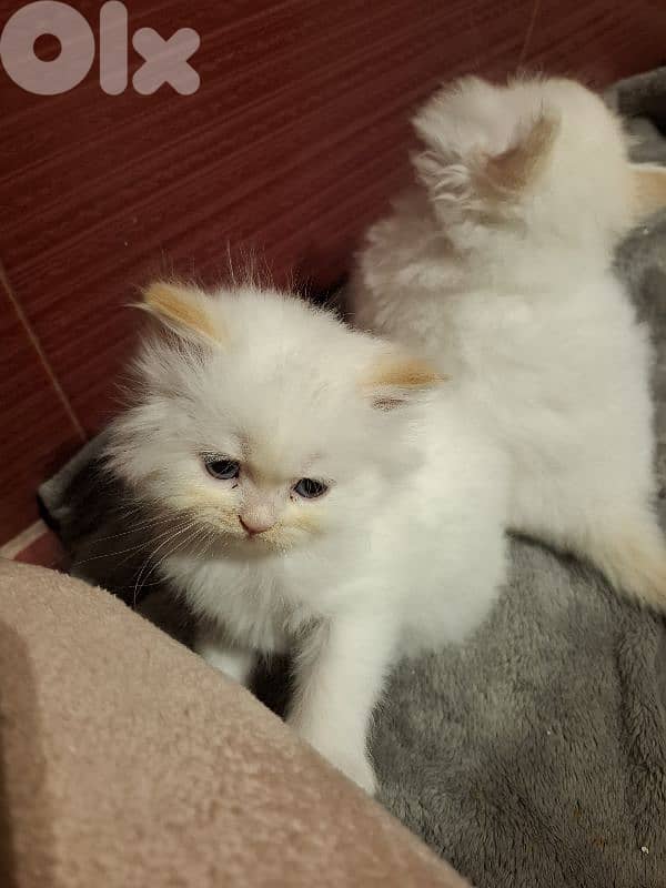 Persian kittens 2