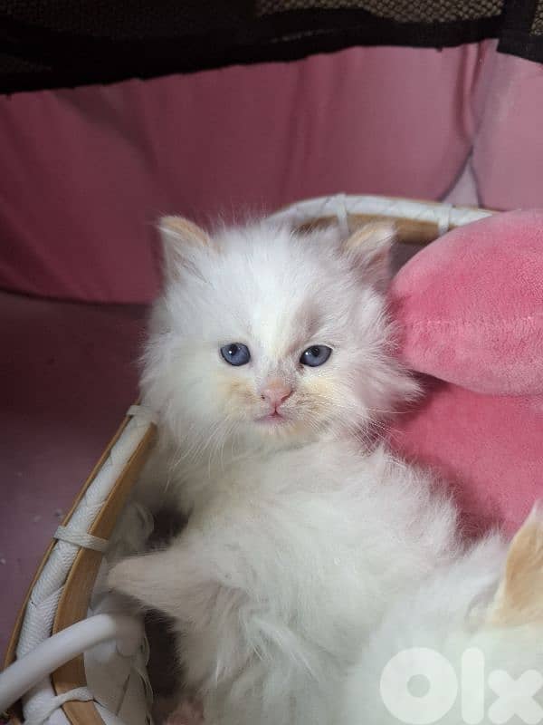 Persian kittens 3