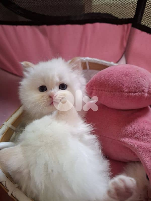 Persian kittens 4