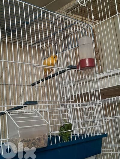 دكر كنار لون جزري طربوش مفتل شوي عمر ٦ شهور صحة دهب شغل بيت عم يحكي