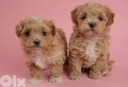 maltipoo