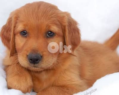 golden retriever
