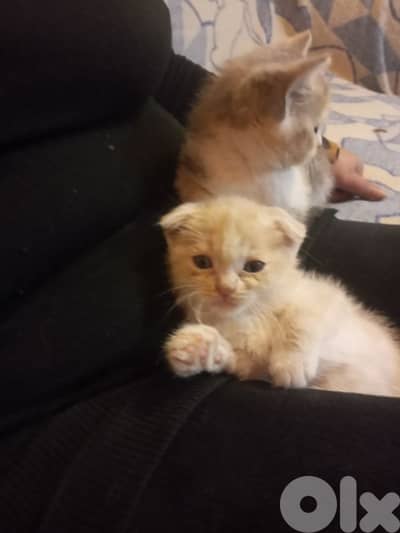 قطه سكوتش للبيع